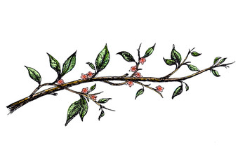 Ink hand drawn branch with pink flowers