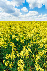 Obraz premium Green Field Blue Sky. Early Summer, Flowering Rapeseed. Oilseed