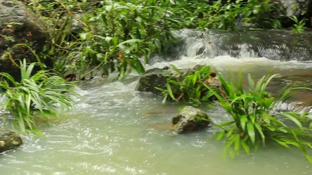 Rainforest stream in the Choco Biological Region, Ecuador