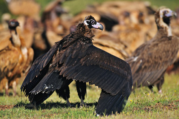 Buitre negro (Aegypius monachus) - Cinereous vulture