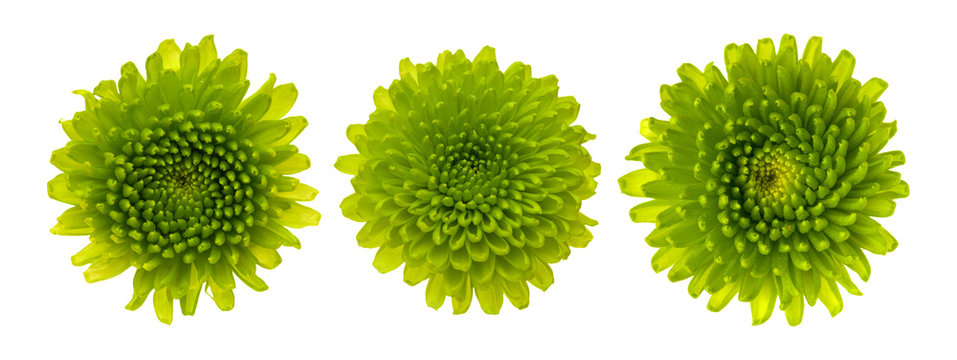 green Chrysanthemum