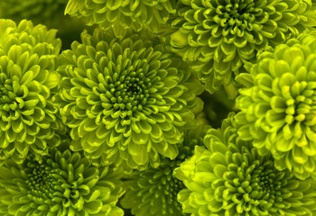 green Chrysanthemum