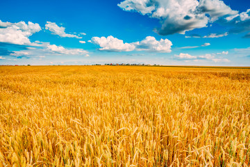 Naklejka premium wheat field, fresh crop of wheat