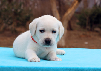 a nice labrador puppy on blue background