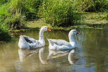 The geese.