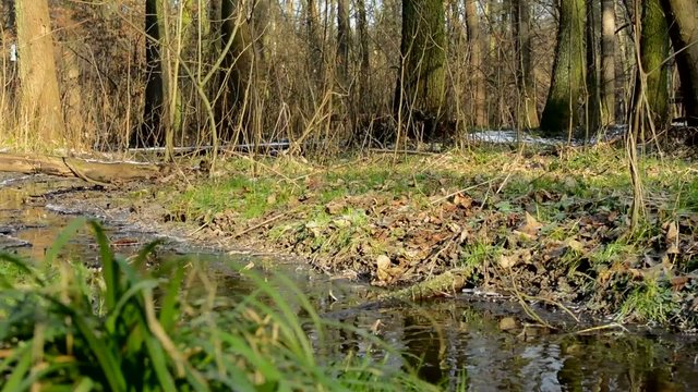 brook in the forest - sunny - winter - bere trees and grass