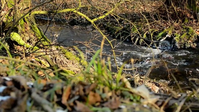 brook in the forest - sunny - winter - bere trees and grass