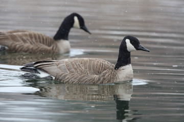 Pair of Canada Geese Swimming on a River Amid Falling Snow