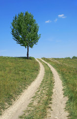 Fototapeta na wymiar Road past the Lone Tree in Grassy Meadow over Blue Cloudy Sky