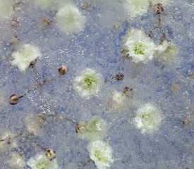 frozen flora, Gypsophila
