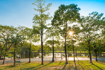 Beautiful meadow with tree in the park