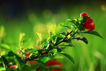 background with spring flowers, the concept of love, bouquet