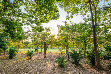 Green trees in park and sunlight