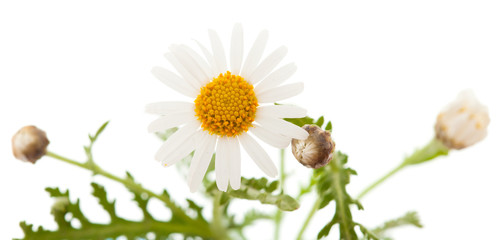 Argyranthemum adauctum