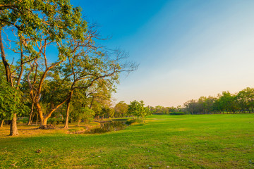 Green trees in park and sunlight
