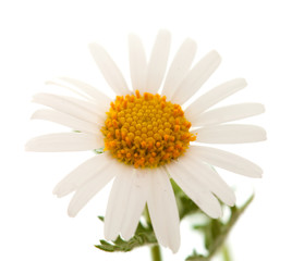Fototapeta premium Argyranthemum adauctum