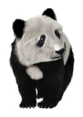 Obraz premium Panda Bear
