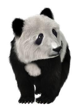 Panda Bear