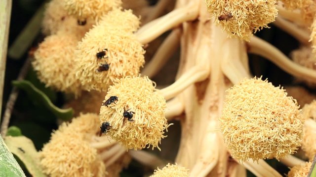 Male flower of the Tagua Palm (Phytelephas aequatorialis)