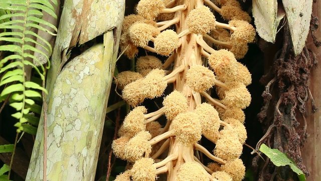 Male flower of the Tagua Palm (Phytelephas aequatorialis)