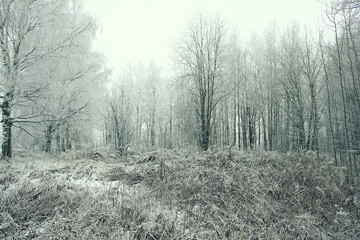 white wood covered with frost frosty landscape