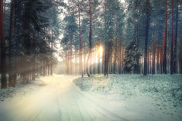 winter forest landscape sun rays