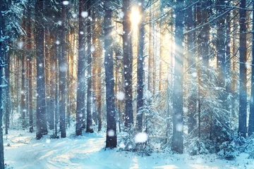 Fotobehang frosty winter landscape in snowy forest © kichigin19