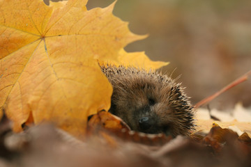 hedgehog autumn leaves forest