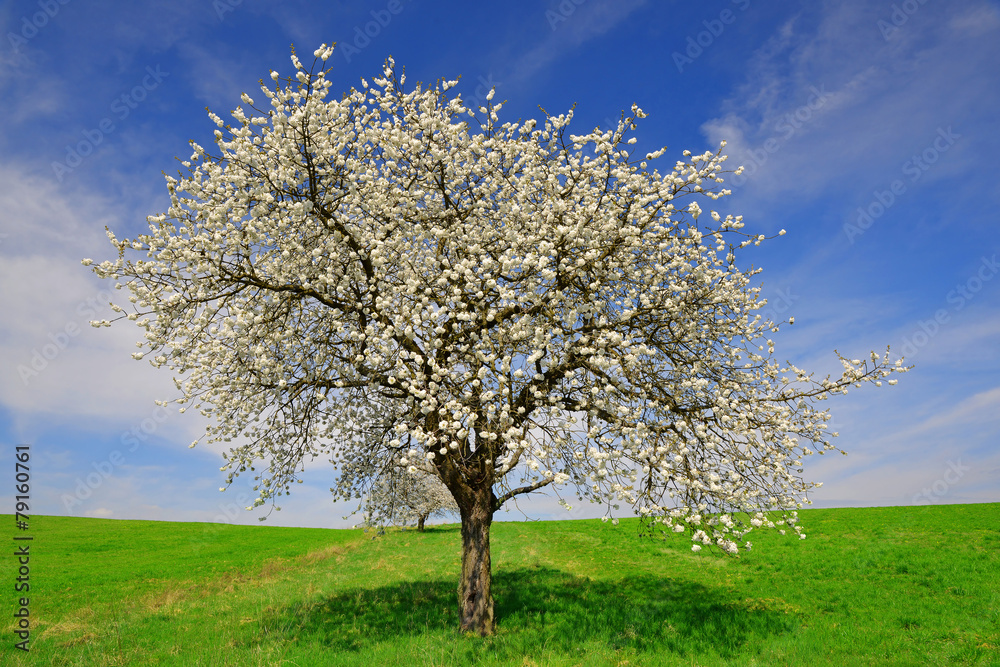 Wall mural blooming cherry tree in spring landscape