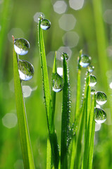 Obrazy na Szkle  Świeża zielona trawa z zbliżeniem kropli rosy. Tło natury