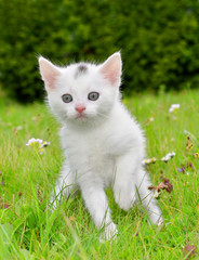 Small kitten in the grass