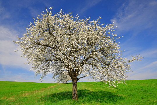 Blooming cherry tree in spring landscape