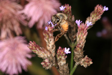 Bee collecting pollen