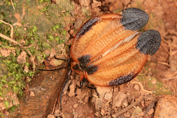 Insect with orange and black wings
