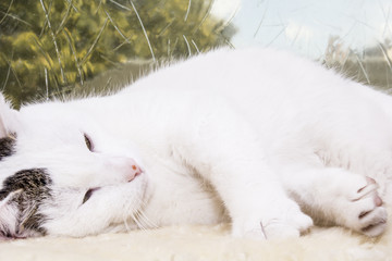 Fototapeta premium Kater/Katze