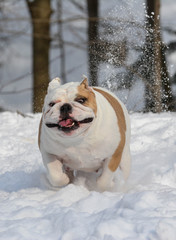 dog running in the snow