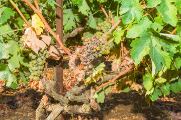 Mildew parasite infected vines and grapes.