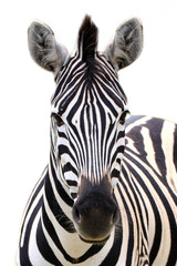 Zebra geïsoleerd op wit