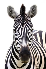 Foto op Plexiglas Zebra Zebra geïsoleerd op wit