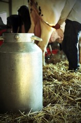 bucket to collect the milk in the barn with a cow in the backgro