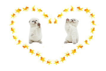 kittens catch goldfish