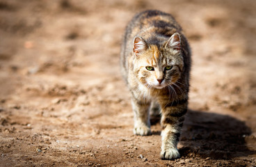 Obraz premium Young cat basking in the sun