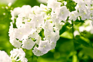 White phlox on a green background