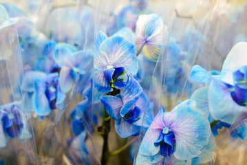 Blue orchid close-up in store