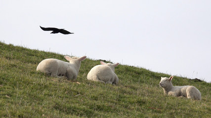 Fototapeta premium Lämmer auf der Weide