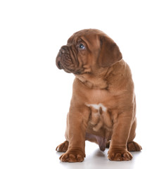 Obraz premium dogue de bordeaux