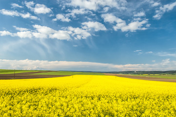 Obraz premium Rapsfeld II