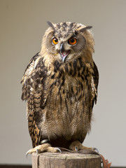 Eule mit offenem Schnabel