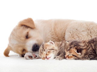 kitten and puppy lying