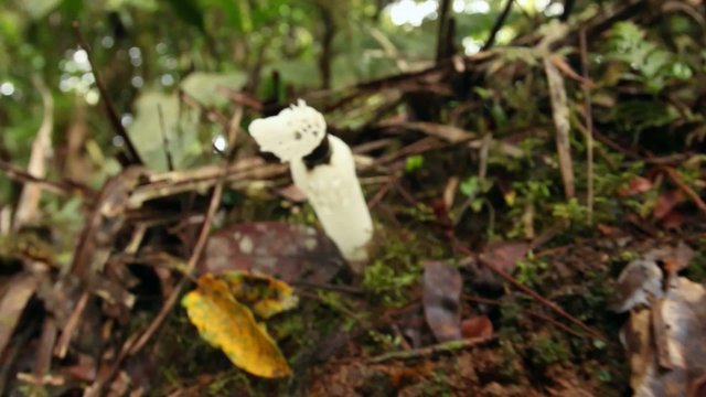 Strangled Stinkhorn (Staheliomyces cinctus), Ecuador